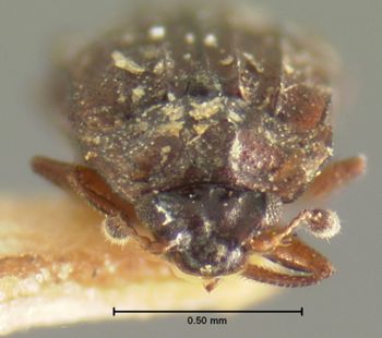 Media type: image;   Entomology 6622 Aspect: head dorsal view